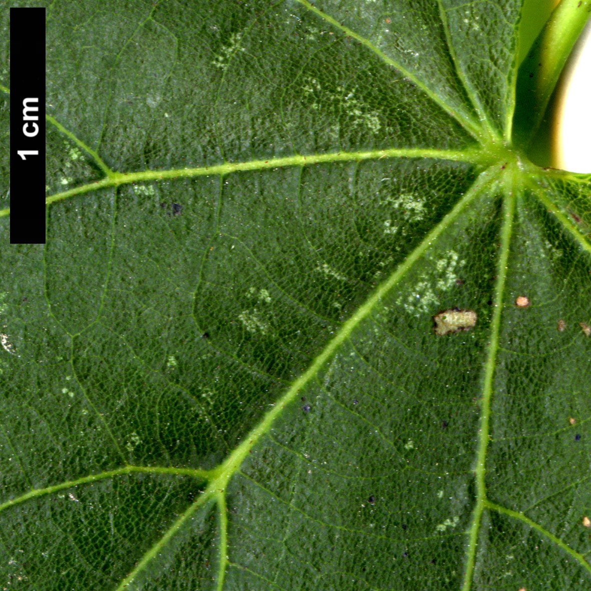 High resolution image: Family: Malvaceae - Genus: Tilia - Taxon: 'Moltkei' (T.americana × T. tomentosa 'Petiolaris')